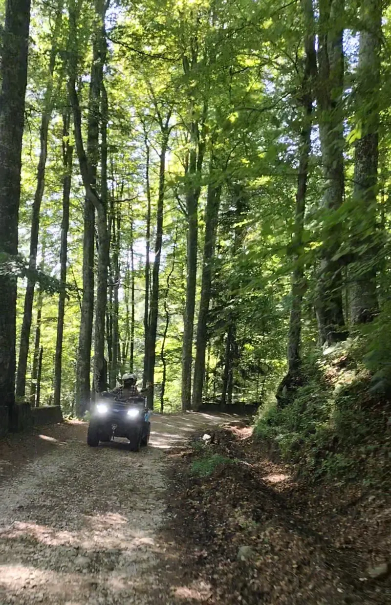 ATV on a forest road through the tall woods near Sinaia