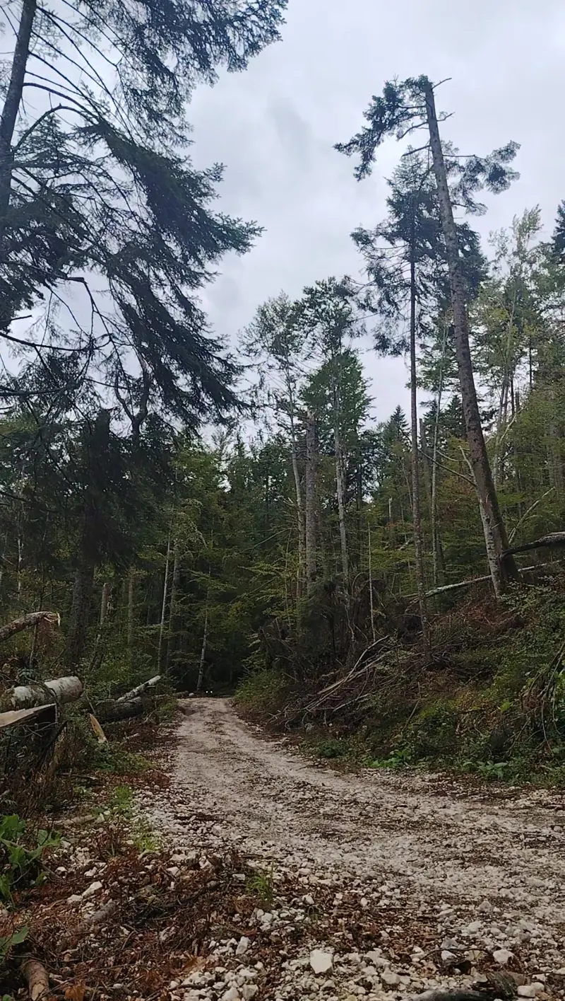 Forest road on the Forest Path, Royal Sheepfold and Cota 1400 trail, tall forest Sinaia