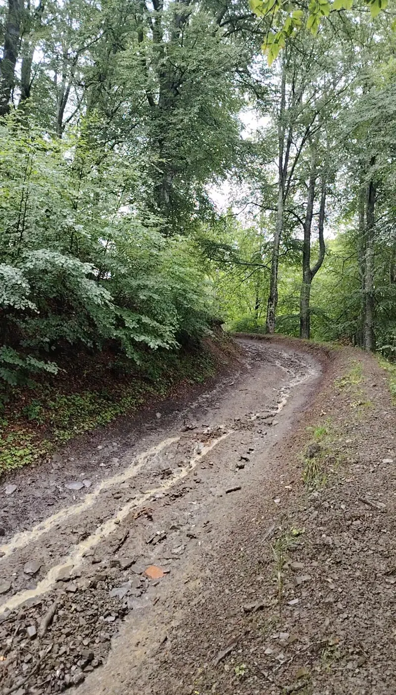 The Forest Road, ATV trail through the mountain forest in Sinaia