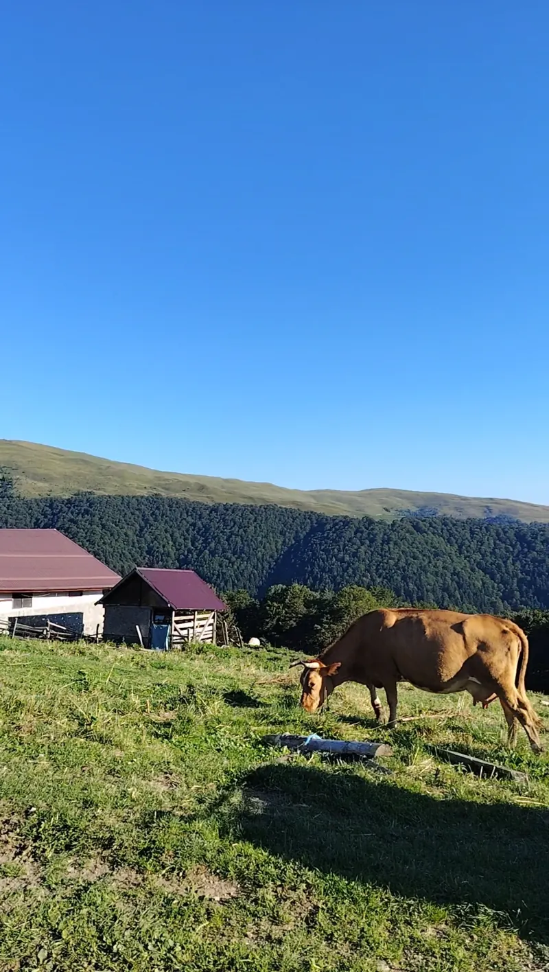 Sheepfold with cattle on the pasture in the Baiu Mountains, mountain landscape Sinaia
